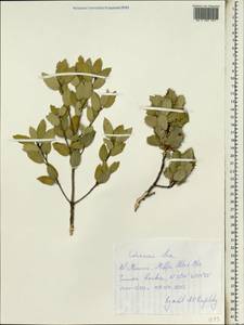 Quercus ilex L., Africa (AFR) (Morocco)