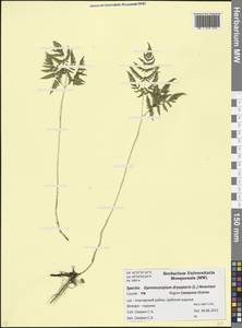 Gymnocarpium dryopteris (L.) Newman, Caucasus, North Ossetia, Ingushetia & Chechnya (K1c) (Russia)