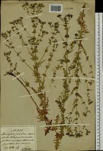 Crepidiastrum sonchifolium subsp. sonchifolium, Siberia, Russian Far East (S6) (Russia)