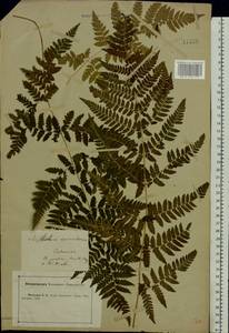 Dryopteris carthusiana (Vill.) H. P. Fuchs, Eastern Europe, Central forest-and-steppe region (E6) (Russia)