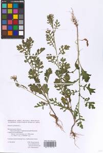 Senecio sylvaticus L., Eastern Europe, Central forest-and-steppe region (E6) (Russia)