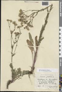 Jacobaea ferganensis (Schischk.) B.Nord., Eastern Europe, Rostov Oblast (E12a) (Russia)