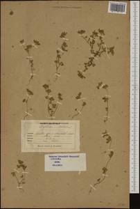 Trifolium scabrum L., Western Europe (EUR) (Italy)