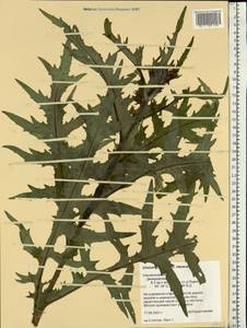 Cirsium ×hybridum W. D. J. Koch ex DC., Eastern Europe, Western region (E3) (Russia)