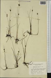 Rhynchospora fusca (L.) W.T.Aiton, Western Europe (EUR) (Finland)