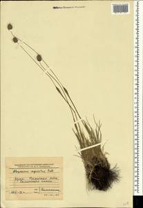 Alopecurus vaginatus (Willd.) Kunth, Crimea (KRYM) (Russia)