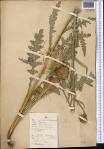 Carduus uncinatus M. Bieb., Middle Asia, Northern & Central Kazakhstan (M10) (Kazakhstan)