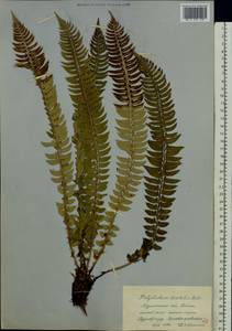 Polystichum lonchitis (L.) Roth, Eastern Europe, Northern region (E1) (Russia)