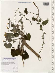Campanula alliariifolia Willd., Caucasus, Georgia (K4) (Georgia)