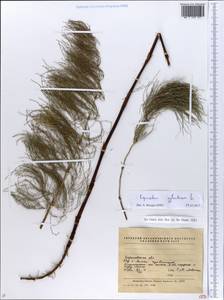 Equisetum sylvaticum L., Eastern Europe, North Ukrainian region (E11) (Ukraine)