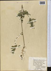Chaerophyllum nodosum (L.) Crantz, Middle Asia, Pamir & Pamiro-Alai (M2) (Uzbekistan)