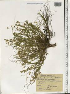 Polygala sibirica L., Eastern Europe, North Ukrainian region (E11) (Ukraine)