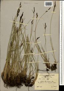 Carex dacica Heuff., Caucasus, South Ossetia (K4b) (South Ossetia)