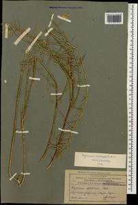 Erysimum crassipes Fisch. & C. A. Mey., Caucasus, Armenia (K5) (Armenia)