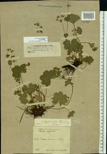Alchemilla substrigosa Juz. ex Majewski, Eastern Europe, Central region (E4) (Russia)