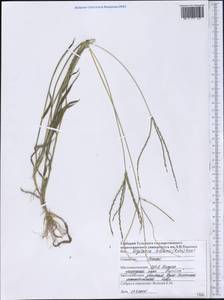Digitaria ciliaris (Retz.) Koeler, America (AMER) (United States)