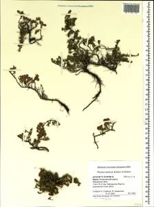 Thymus tauricus Klokov & Des.-Shost., Crimea (KRYM) (Russia)