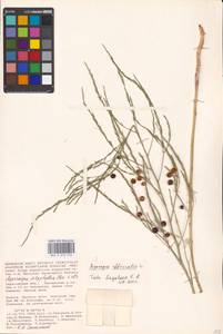 Asparagus officinalis L., Eastern Europe, Lower Volga region (E9) (Russia)