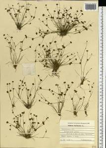 Juncus bulbosus L., Eastern Europe, Latvia (E2b) (Latvia)