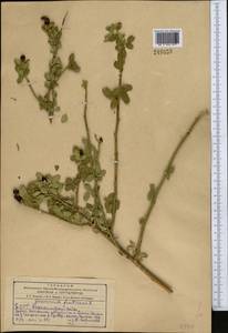 Chrysojasminum fruticans (L.) Banfi, Middle Asia, Kopet Dag, Badkhyz, Small & Great Balkhan (M1) (Turkmenistan)