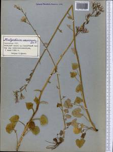 Cicerbita azurea (Ledeb.) Beauverd, Middle Asia, Northern & Central Tian Shan (M4) (Kazakhstan)