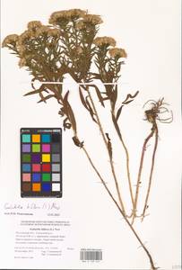 Galatella biflora (L.) Nees, Eastern Europe, Rostov Oblast (E12a) (Russia)