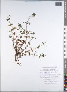 Lysimachia arvensis subsp. arvensis, Caucasus, Black Sea Shore (from Novorossiysk to Adler) (K3) (Russia)