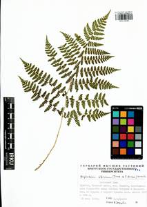 Diplazium sibiricum (Turcz. ex Kunze) Sa.Kurata, Siberia, Baikal & Transbaikal region (S4) (Russia)