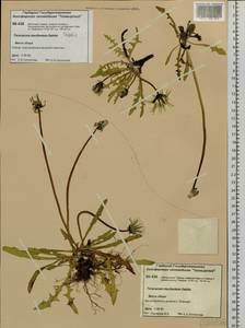 Taraxacum macilentum Dahlst., Siberia, Central Siberia (S3) (Russia)