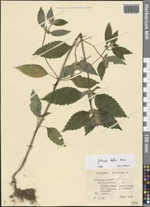 Galeopsis bifida Boenn., Eastern Europe, Central forest region (E5) (Russia)
