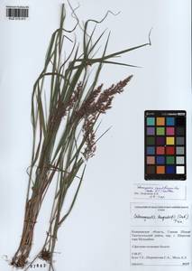 Calamagrostis purpurea (Trin.) Trin., Siberia, Altai & Sayany Mountains (S2) (Russia)