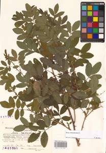 Rosa majalis Herrm., Eastern Europe, Middle Volga region (E8) (Russia)