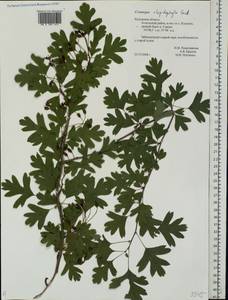 Crataegus rhipidophylla Gand., Eastern Europe, Central region (E4) (Russia)