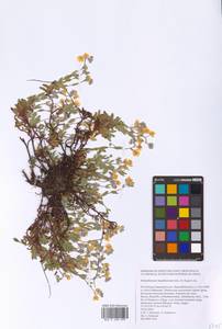 Helianthemum rupifragum A. Kern., Eastern Europe, Eastern region (E10) (Russia)