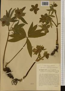 Helleborus viridis L., Western Europe (EUR) (Italy)