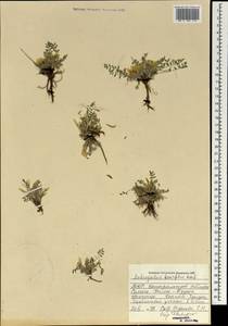 Astragalus brevifolius Ledeb., Mongolia (MONG) (Mongolia)