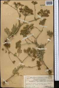 Oedibasis apiculata (Kar. & Kir.) Koso-Pol., Middle Asia, Western Tian Shan & Karatau (M3) (Kazakhstan)