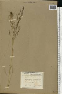 Apera spica-venti (L.) P.Beauv., Eastern Europe, North Ukrainian region (E11) (Ukraine)