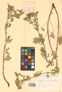 Potentilla recta L., Eastern Europe, Lower Volga region (E9) (Russia)