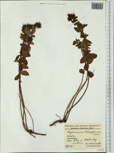 Hypericum tetrapterum, Western Europe (EUR) (Bulgaria)