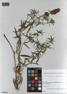 Dracocephalum ruyschiana L., Siberia, Altai & Sayany Mountains (S2) (Russia)