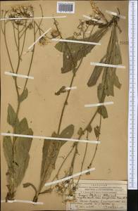 Crepis darvazica Krasch., Middle Asia, Western Tian Shan & Karatau (M3) (Kazakhstan)