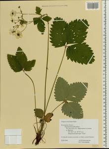 Fragaria moschata Duchesne, Eastern Europe, Central region (E4) (Russia)