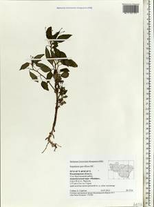 Impatiens parviflora, Eastern Europe, Central region (E4) (Russia)