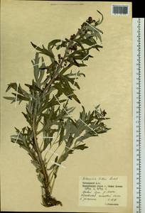 Artemisia tilesii Ledeb., Siberia, Central Siberia (S3) (Russia)