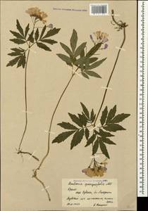 Cardamine quinquefolia (M.Bieb.) Schmalh., Crimea (KRYM) (Russia)