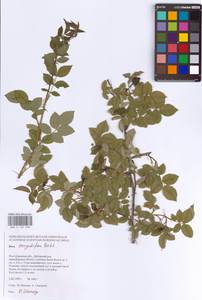 Rosa corymbifera Borkh., Eastern Europe, Lower Volga region (E9) (Russia)