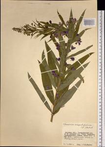 Chamaenerion angustifolium (L.) Scop., Siberia, Russian Far East (S6) (Russia)