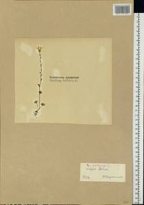Saxifraga cernua L., Eastern Europe, Northern region (E1) (Russia)