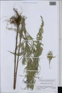 Artemisia umbrosa Turcz. ex DC., Eastern Europe, Central region (E4) (Russia)